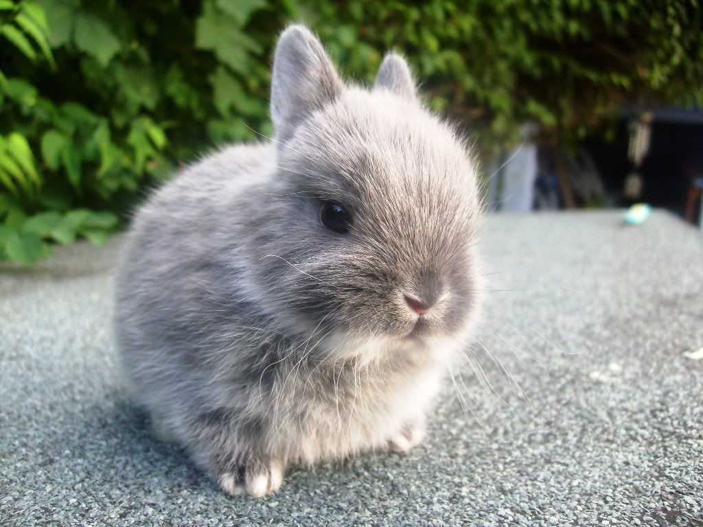 House rabbits for hot sale sale near me