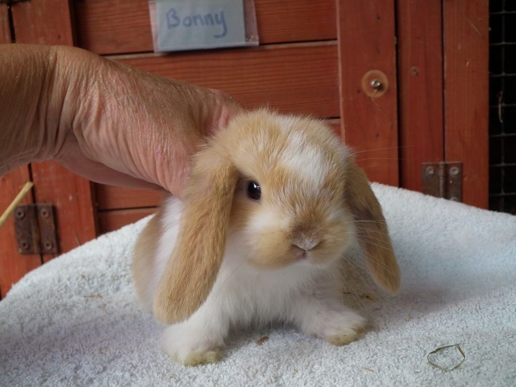 Live rabbits sale for sale