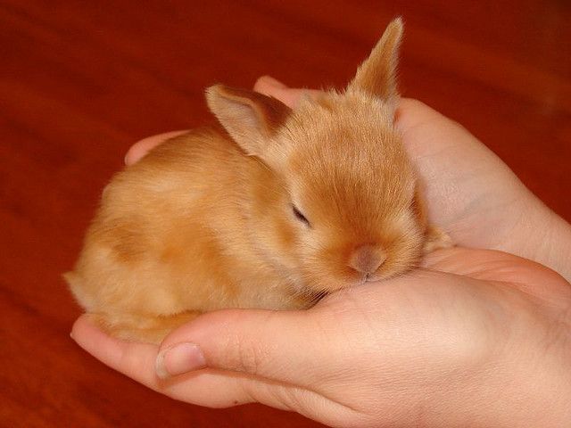 Small rabbit 2024 for sale