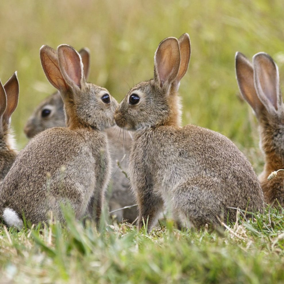 Rabbits for Sale Near Me Rabbits Life