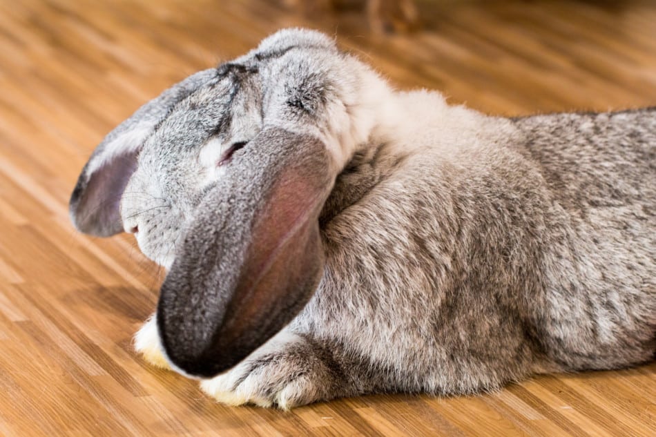 Flemish giant lop store rabbit