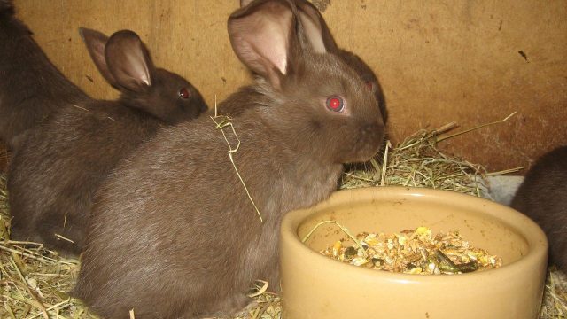 10 Baby Rabbits For Sale - Rabbits Life