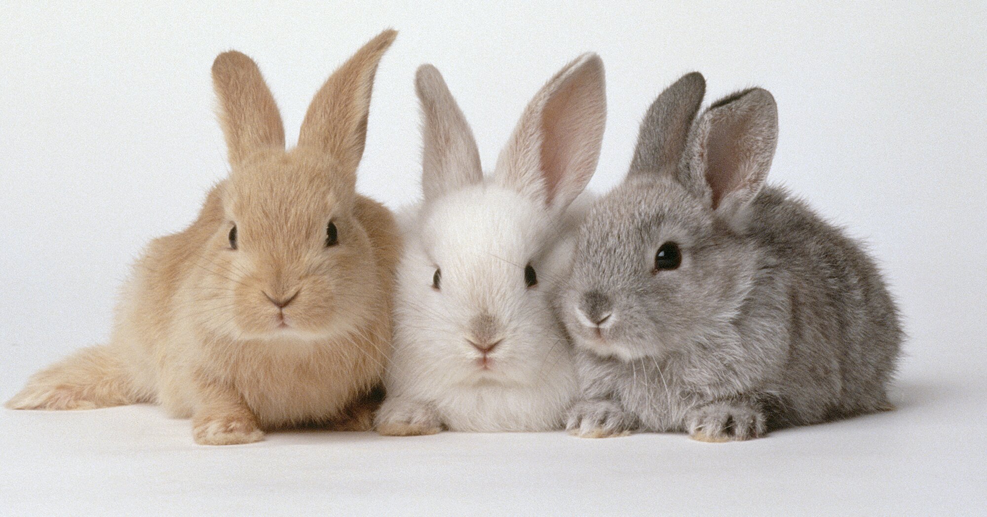 rabbits-for-sale-in-alabama-rabbits-life