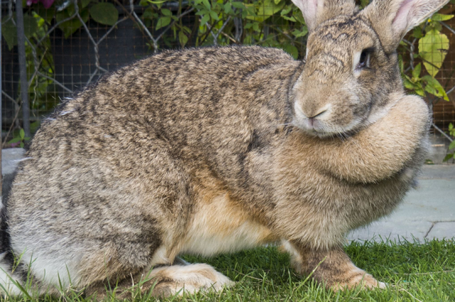 How Long Do Pet Rabbits Live? - rabbits.life - How to Make Your Rabbit ...