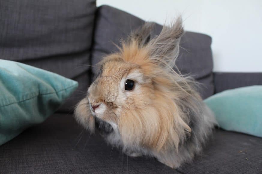 baby angora rabbit