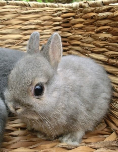 Baby house outlet rabbits for sale