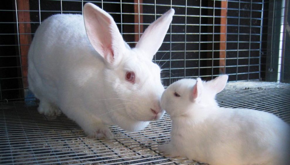 Rabbits For Sale In Idaho Rabbits Life