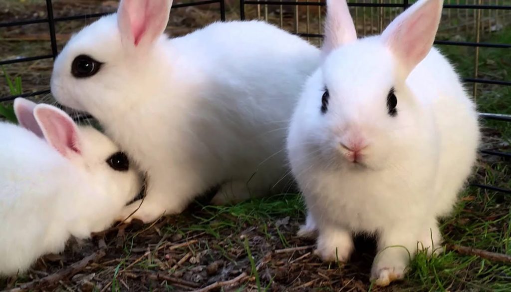 Hotot bunny hot sale for sale