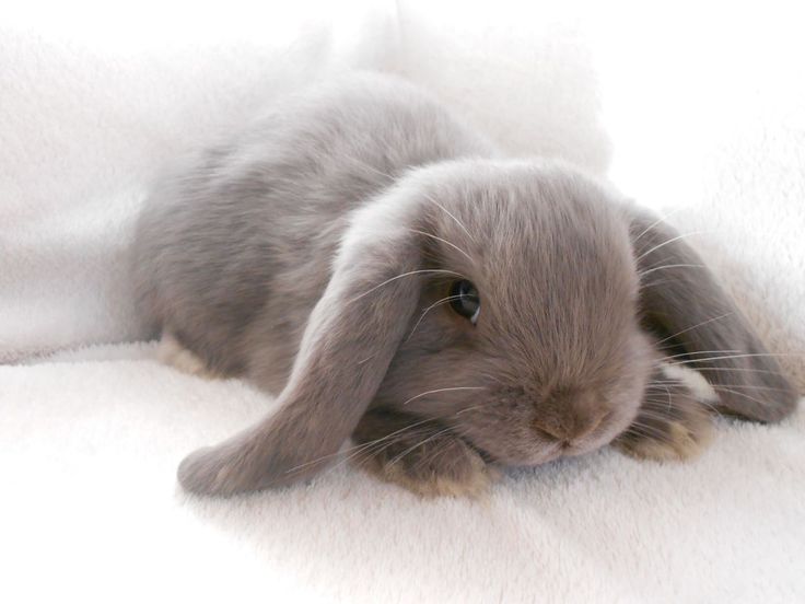 Rabbits For Sale In Idaho - Rabbits Life