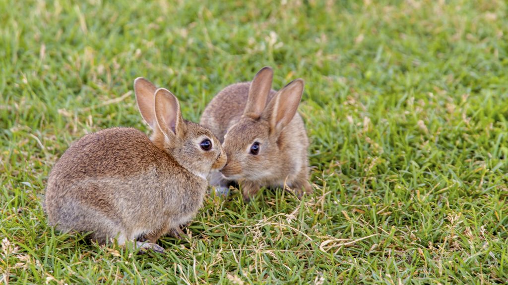 Buy a rabbit in California | rabbits for sale | rabbits.life