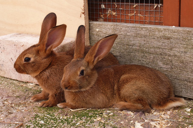 Belgian Hare Rabbit