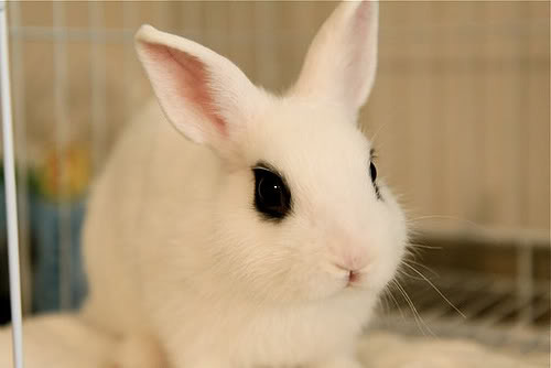 Rabbits For Sale In Indiana - Rabbits Life