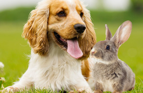 Can Rabbits And Dogs Get Along? - Rabbits Life