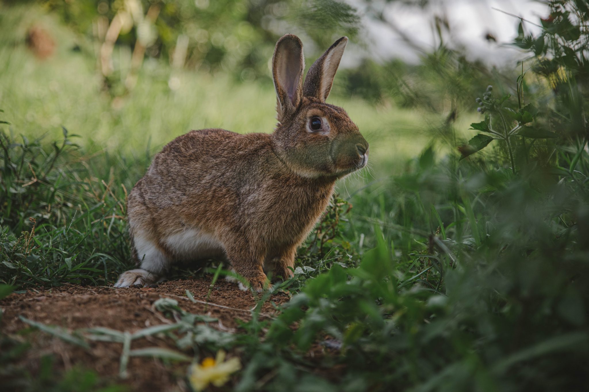 old rabbit teddy