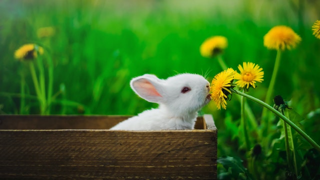 new-born-rabbits-care