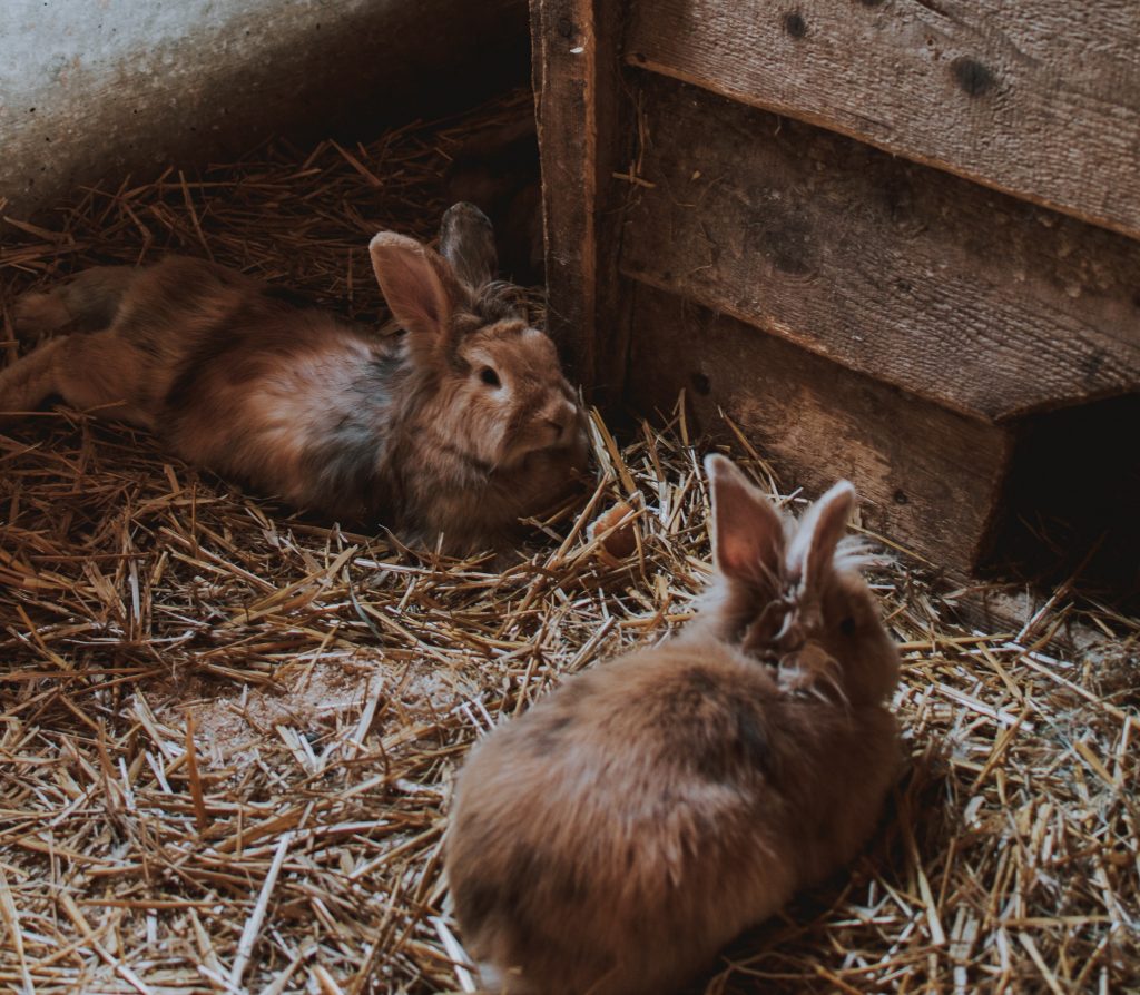 taking-care-of-older-rabbits