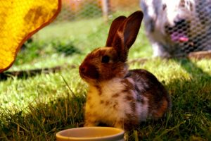 food bad for rabbits