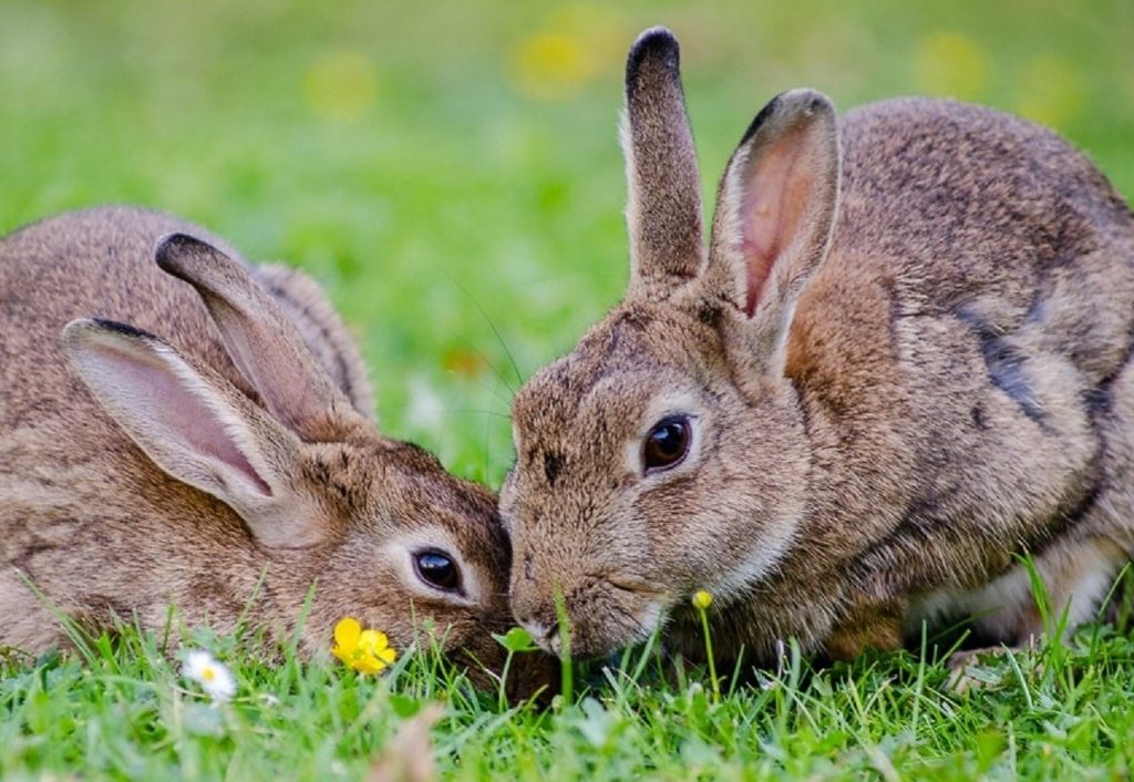 Diseases Archives Rabbits Life