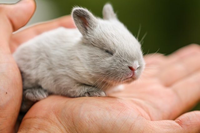 Why Rabbits Grind Their Teeth and Breathe Heavily During Sleep - PetHelpful