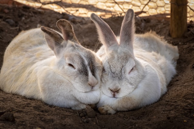 golden palomino rabbit