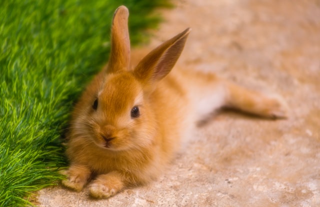 palomino dwarf rabbit