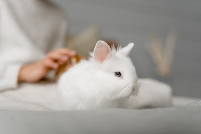 Why Rabbits Grind Their Teeth and Breathe Heavily During Sleep - PetHelpful