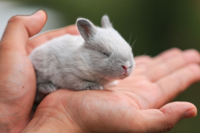 Chinchilla best sale colored rabbit