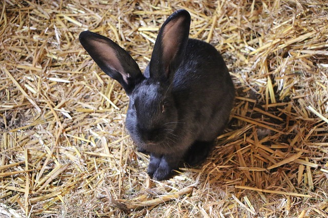 Black hot sale havana rabbit