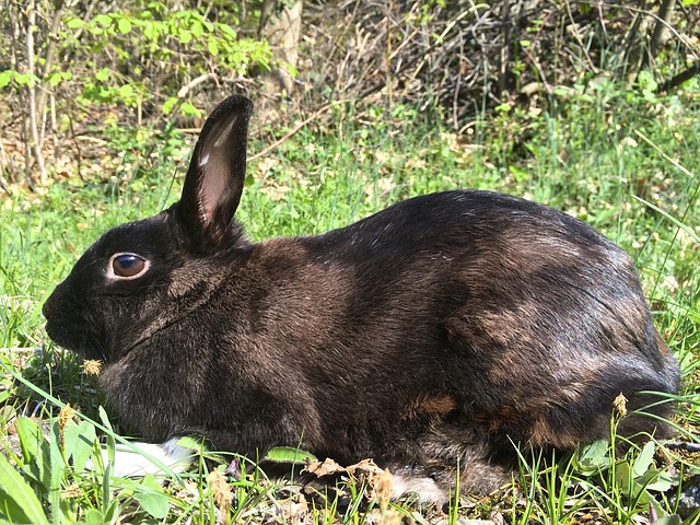 Silver fox rabbit store meat