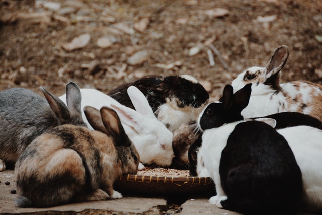 magpie harlequin rabbit