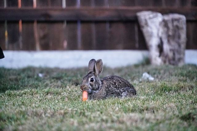 himalayan rabbit