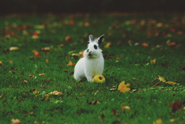 english spot rabbit