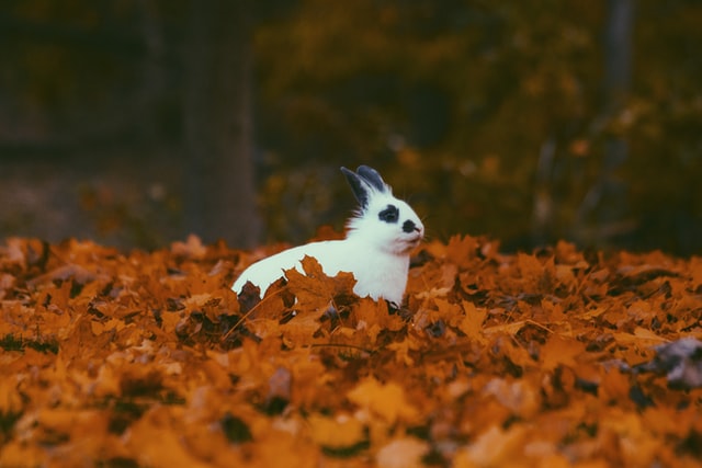 Baby clearance himalayan rabbit