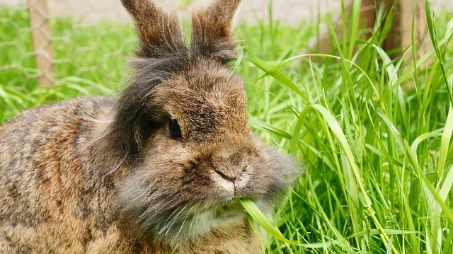 german angora rabbits