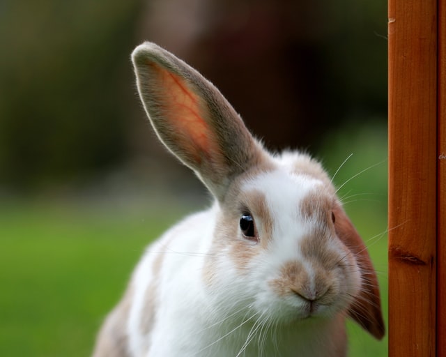 Top 7 Skin Problems in Your Pet Rabbits and Remedies - Rabbits Life