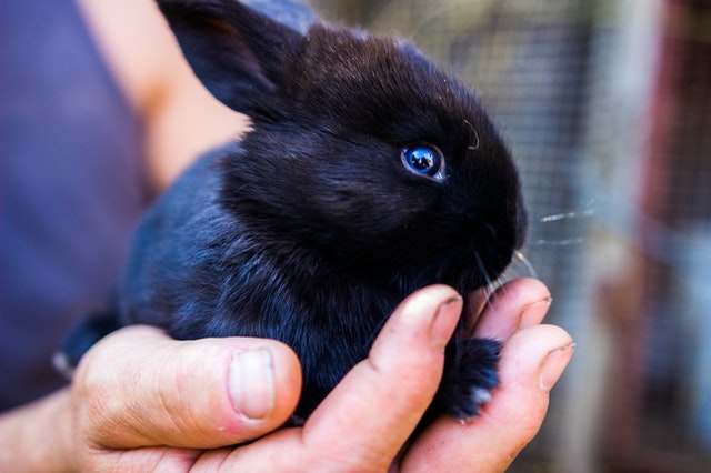 yellow rabbit travel