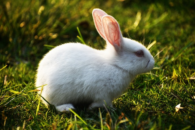 Polish Dwarf Rabbit