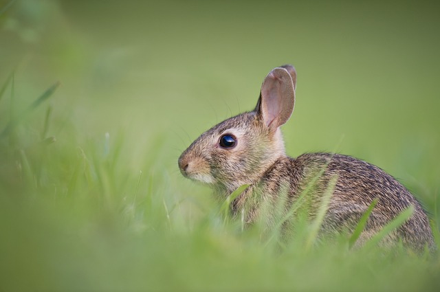 What does it mean when a bunny's ears are down all the time? - Quora