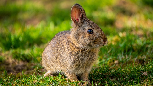 Rabbit with clearance small ears