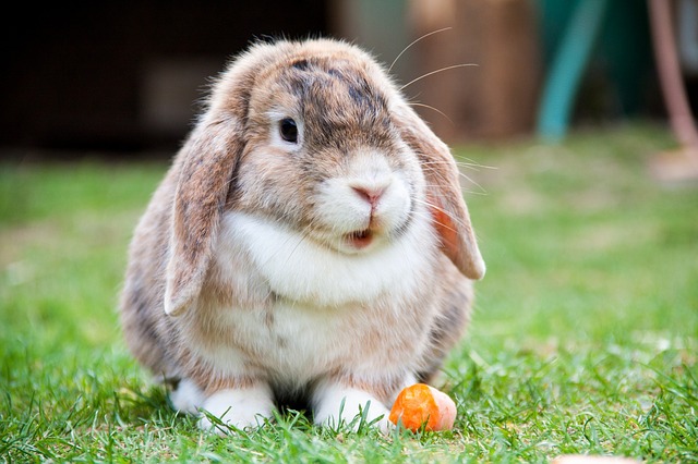 What does it mean when a bunny's ears are down all the time? - Quora