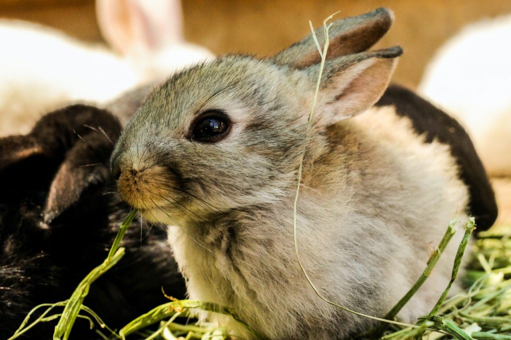 Rabbit eye infections