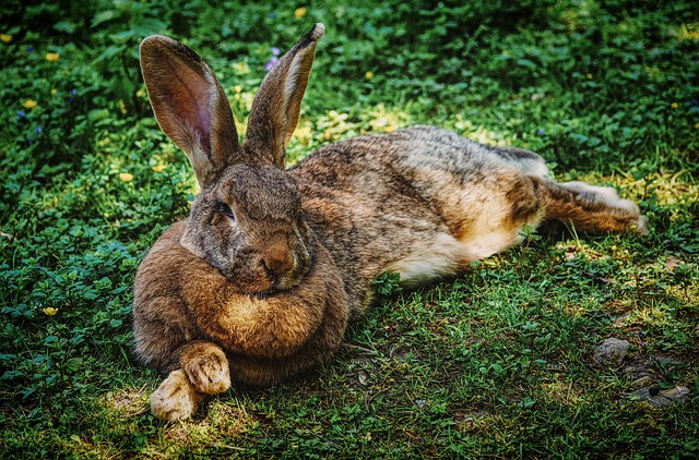 What does it mean when a bunny's ears are down all the time? - Quora