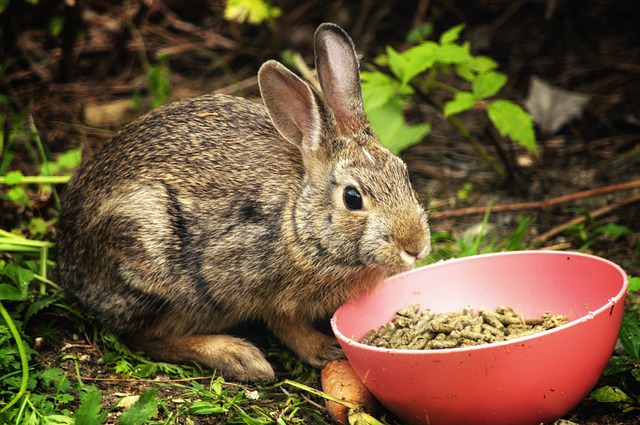 Best Vitamin Supplements For Rabbits