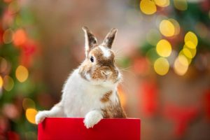 How to Teach Your Rabbit to Come When Called