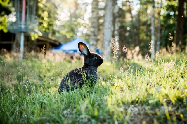 Wheatgrass for outlet rabbits