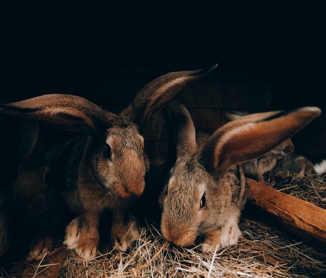 rabbit communication