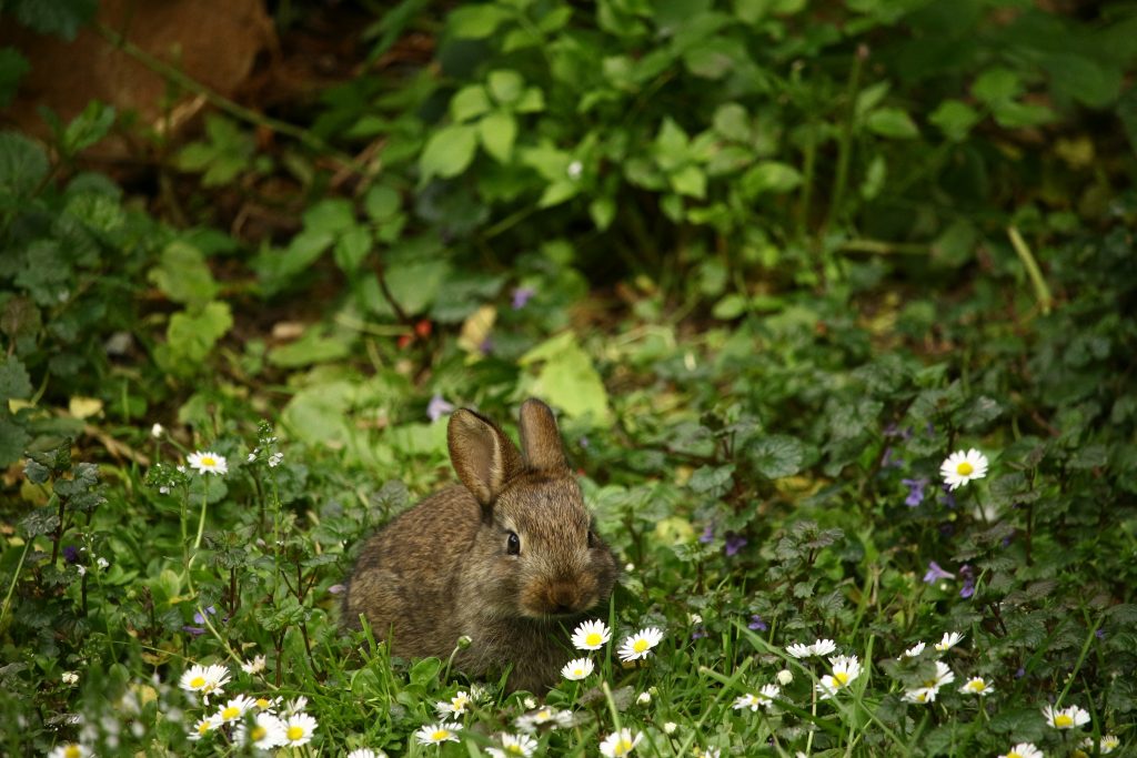rabbit communication
