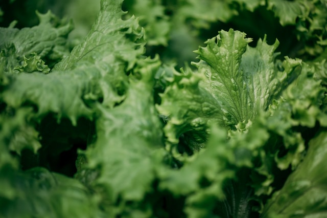 Can A Rabbit Eat Romaine Lettuce? - Rabbits Life