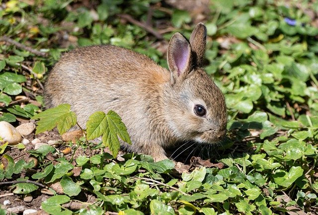 Why Do Rabbits Have Different Colored Eyes?