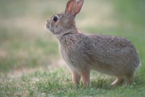 Rabbit Behavior Problems